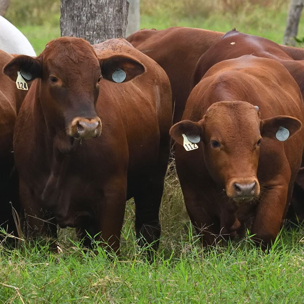 Lykes Bros. Inc. Cattle Ranching