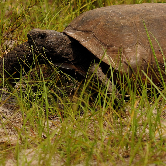 Lykes Bros. Inc. gopher tortoise relocation