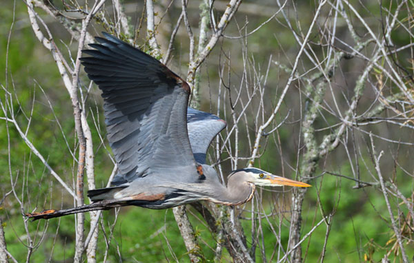 Lykes Bros. Inc. conservation efforts