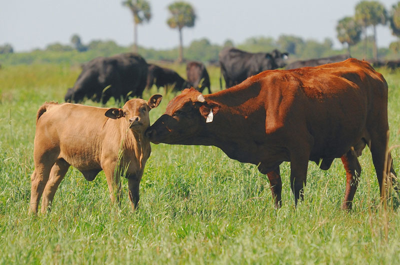 Lykes Bros. Inc. cattle. Mom and calf.